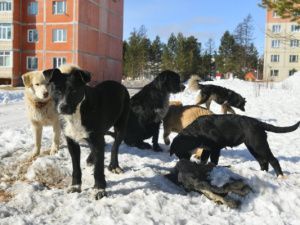 НЕРЮНГРИ: «СОБАЧИЙ ВОПРОС» И ДЕНЬГИ