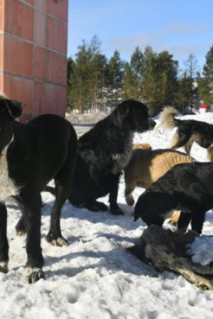 НЕРЮНГРИ: «СОБАЧИЙ ВОПРОС» И ДЕНЬГИ