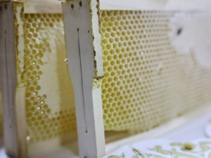 Хозяйство якутян Ионовых планирует стать племенным репродуктором республики по пчеловодству