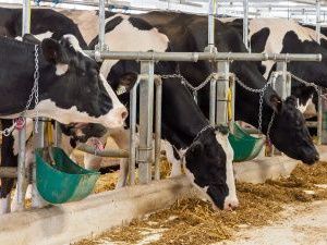 В Якутии фермеры получат субсидии на коров до конца года