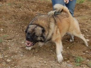 В Якутске овчарка напала на 75-летнюю артистку