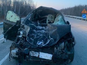 В Горном улусе водитель сбил лошадей и корову: Шесть животных погибли