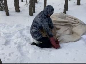 В Якутске спасли косулю, которая забрела на стройплощадку и подверглась нападению собак