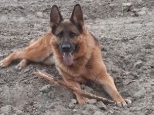 В Якутске служебная собака помогла раскрыть кражу имущества из частного дома: Ущерб составил 120 000 рублей