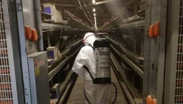 Дезинфекция на птицефабриках Якутии идет полным ходом