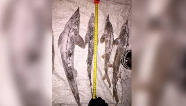 В Усть-Алданском улусе мужчину осудили за незаконное рыболовство с взысканием 10 млн рублей ущерба