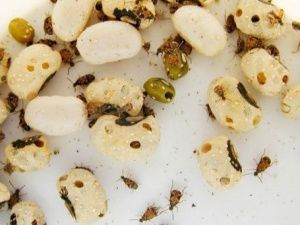 На фруктово-овощных базах Якутска выявлена реализация зараженных насекомыми и их личинками партий фасоли