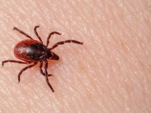 В Якутии зафиксированы первые случаи укусов людей клещами