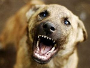 В Якутске собака напала на пятилетнюю девочку: Пострадавшая проходит лечение