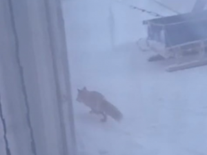 Лиса напала на собаку в поселке Чокурдах Якутии