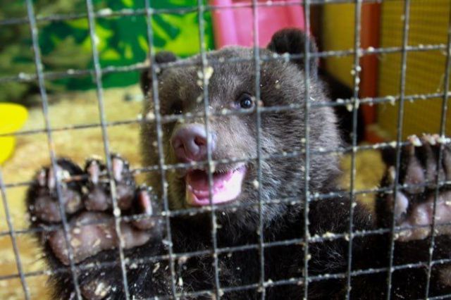 Осиротевшего медвежонка Машу планируют в будущем вернуть в тайгу, а не в зоопарк