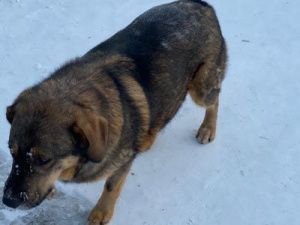 Алабай нанес якутянке множественные раны головы. Ищут хозяина