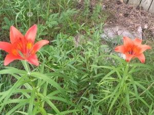 Погода в Якутске 5 июля