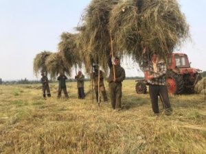 Кормозаготовители Хангаласского улуса работают на передовой