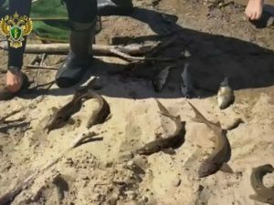 Браконьер из Якутии предстанет перед судом за вылов девяти краснокнижных осетров