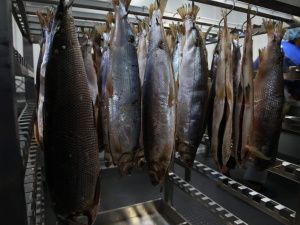 В арктическом посёлке Чокурдах открыли модульный цех по переработке рыбы