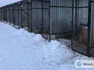 Правительственная комиссия не выявила нарушения в проведении эвтаназии животных в Якутске