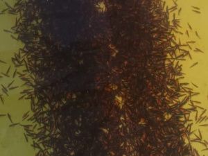 В 2024 году Чернышевский рыбоводный завод выпустит более 26,5 млн личинок рыбы