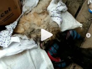 "Гуманный отлов". В пункте передержки животных в Якутске обнаружены мешки с убитыми собаками и кошками 