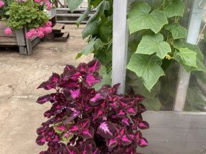 Ассоциация строителей АЯМ. 11 лет возрождения сельского хозяйства в Алданском районе