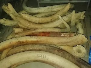 Неизвестные перевезли в Якутск бивни мамонта без необходимых документов