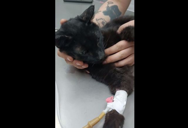 В Якутске спасли кота, который две недели прожил на холоде без еды и воды