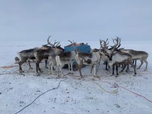 Оленевод с 28-летним стажем Роман Туприн: «Мы приобщаем детей к оленеводству с малого возраста»