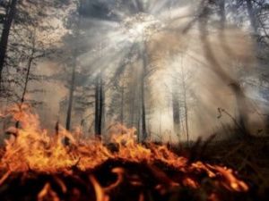 Председателем СК России в пожароопасные регионы страны направлены сотрудники центрального аппарата ведомства