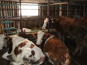 В «Полюсе Холода» родился телёнок Арктика