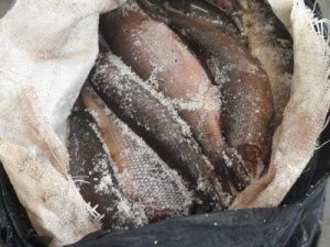 Возбуждено шесть уголовных дел за незаконную ловлю рыбы в Якутии