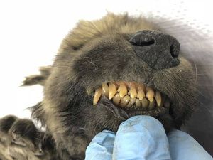 Ученые Якутии полагают, что щенок возрастом 18 тыс. лет мог быть древней одомашненной собакой