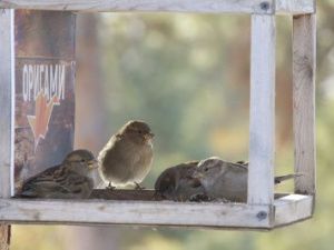 С каждым днем все холоднее, но это еще не настоящая зима
