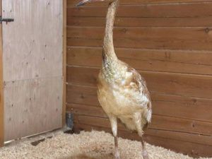 Люди спасают стерха: Найденного в тундре птенца привезли в Якутск