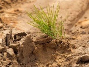 В первом лесопитомнике в Якутии смогут выращивать до 3 миллионов сеянцев и саженцев в год