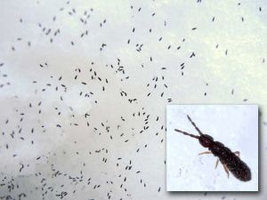 В Чурапчинском улусе в снегу обнаружили множество живых насекомых