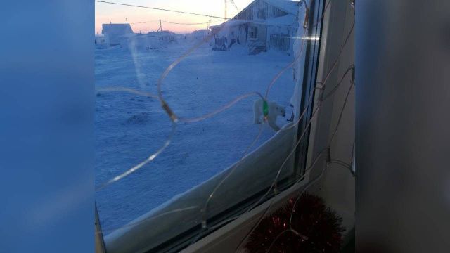 Белого медведя, гулявшего в селе Русское Устье, застрелили