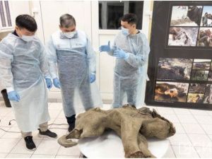 Найденный в Якутии мамонтенок оказался девочкой