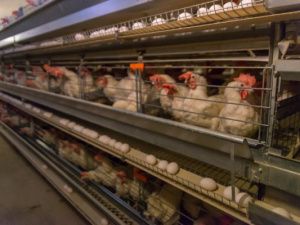 Дело о банкротстве Нерюнгринской птицефабрики вновь возобновлено