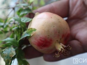 На Крестьянском рынке Якутска вырастили гранат