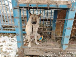 В Якутске с начала года отловили более 1500 безнадзорных собак