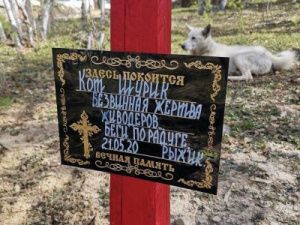 Кот, которому изверги перерезали горло, вернулся на кладбище домашних животных