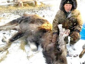 Почему умер прирученный лось в Сунтарском районе?