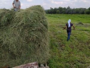 В Хангаласском улусе кормозаготовительная кампания набирает темпы