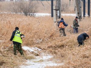 В Якутске объявлена масштабная акция по расчистке городских озёр от камыша и сухостоя — управы проводят субботники