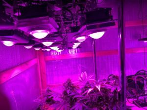 В Якутске вынесен приговор мужчине, организовавшему лабораторию по выращиванию конопли