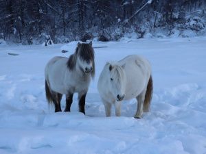 Будни обитателей Плейстоценового парка. Фотографии 