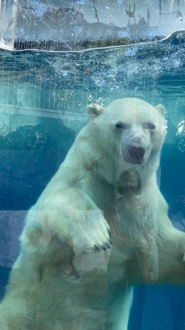 Сынок Колыманы и Ломоносова освоился в зоопарке Хабаровска