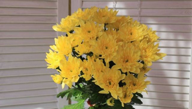 В Якутске уничтожили зараженные хризантемы