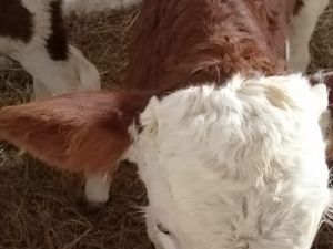 В Хангаласском улусе обучили техников-осеменаторов