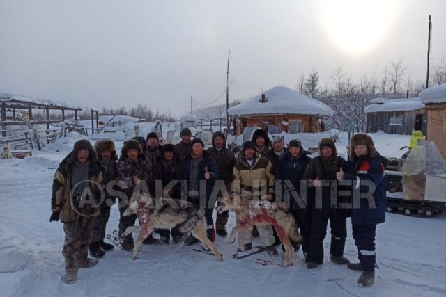 В Томпонском районе ликвидировали стаю волков, нападавшую на табуны лошадей